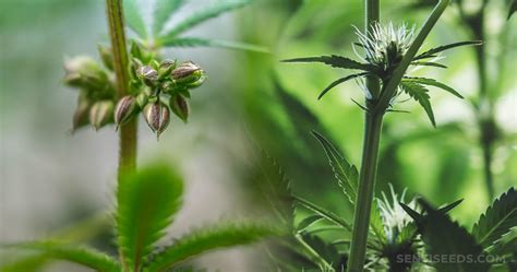 Cannabis Sex What Determines It Sensi Seeds