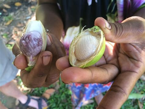 betel nut divided effects   national habit  papua  guinea adventure bagging