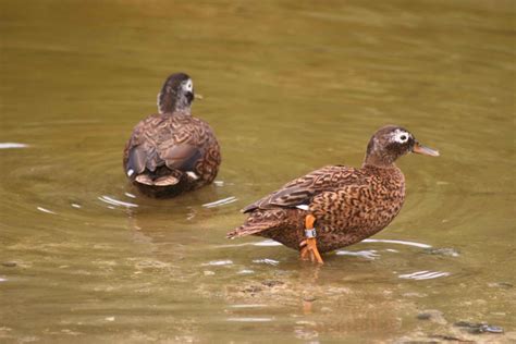 laysan ducks  images