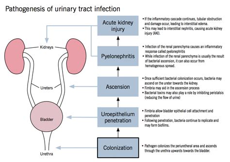 Pathogenesis Of Urinary Tract Infection Mcmaster