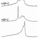 Popc Nmr Dppc Lipid Absence Popg Liposomes Spectra Wt Presence Surfactant sketch template