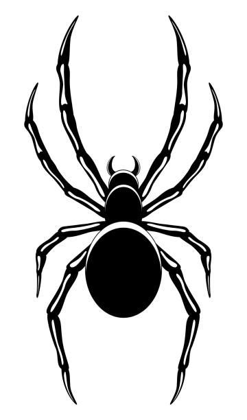 Best Spider Illustrations Royalty Free Vector Graphics And Clip Art Istock