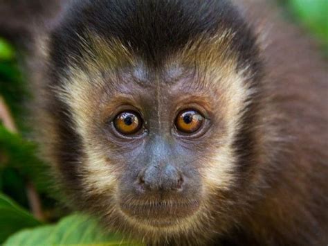 macaco prego foge de queimadas  esta perdido na regiao da rodoviaria