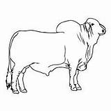 Bull Brahman Coloring Pages Cow Cattle Drawing Para Cute Momjunction Bulls Toddler Vaca Drawings Color Science Desenho Animal Kids Colouring sketch template