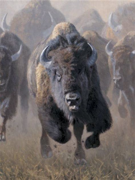 buffalo charging      pinterest buffalo