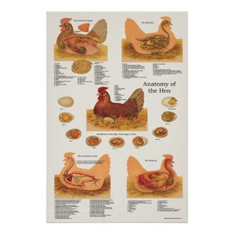 chicken hen anatomy poster zazzle anatomy custom posters chicken anatomy