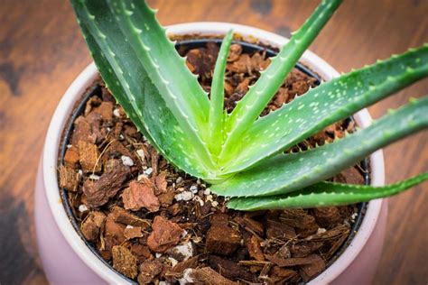 Aloe Vera Plant Types How To Grow And Care Florgeous