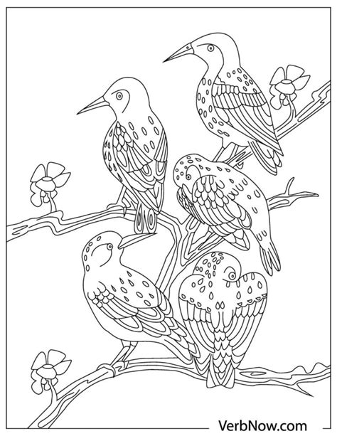bird coloring pages   printable  verbnow