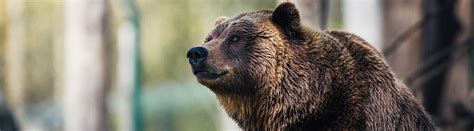 brilliant bear facts   grizzlies