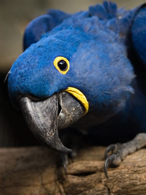 parrot encyclopedia hyacinth macaw world parrot trust