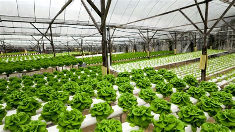 hydroponics   works benefits    started