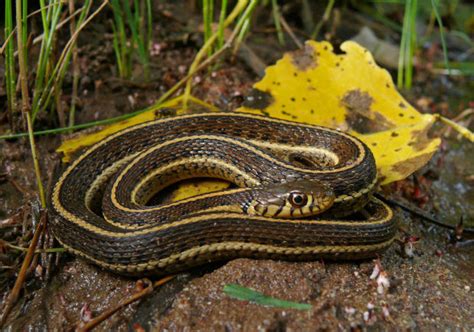 northern mexican gartersnake listed  threatened species local news