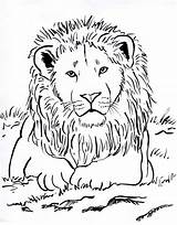 Lion Coloring sketch template