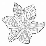 Fritillaria Imperialis Paradis sketch template
