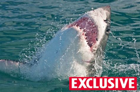 shark attack expert reveals danger in egypt is nothing new daily star