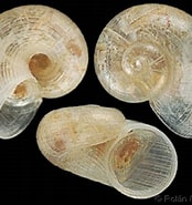 Afbeeldingsresultaten voor "skenea Serpuloides". Grootte: 174 x 185. Bron: www.gastropods.com