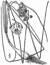 Allium sketch template