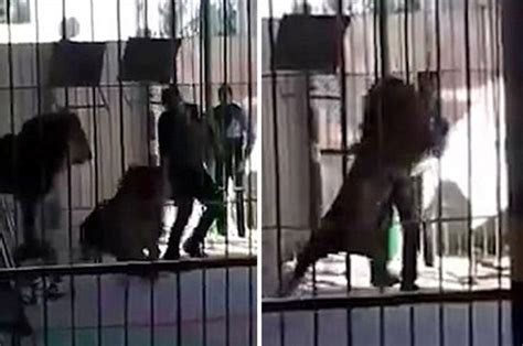 lion tamer mauled to death in circus attack in egypt daily star
