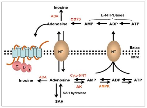 frontiers  emerging role  adenosine   receptors  bone