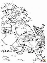 Pflanzenfresser Frisst Supercoloring Pachycephalosaurus Leptoceratops Ceratopsian Malvorlage Ausmalbild sketch template