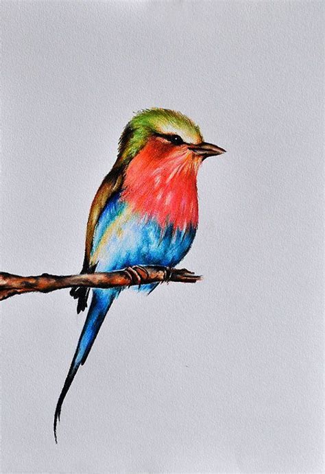beautiful color pencil drawings  wild birds unique rare bird