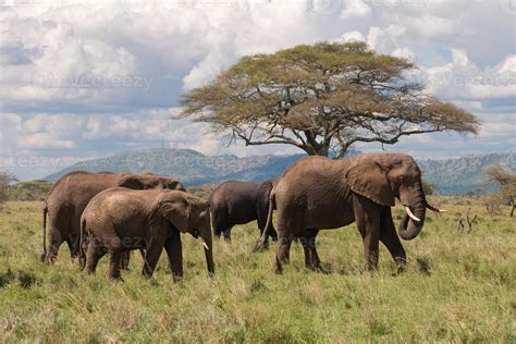 elephant herd east africa walking  stock photo  vecteezy