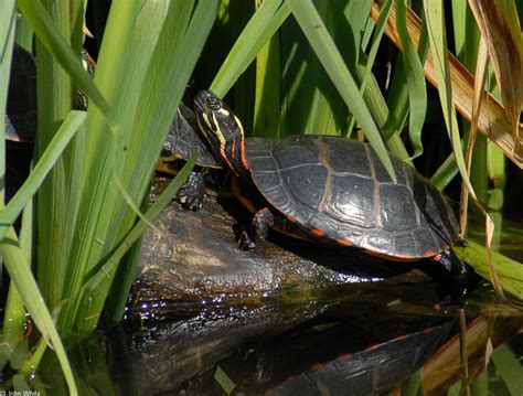 michigans state reptile  painted turtle michigan pinterest