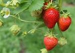 Bildresultat för Strawberry Plants. Storlek: 151 x 107. Källa: www.emilysproduce.com