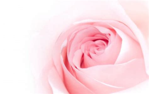 pink rose backgrounds wallpaper cave