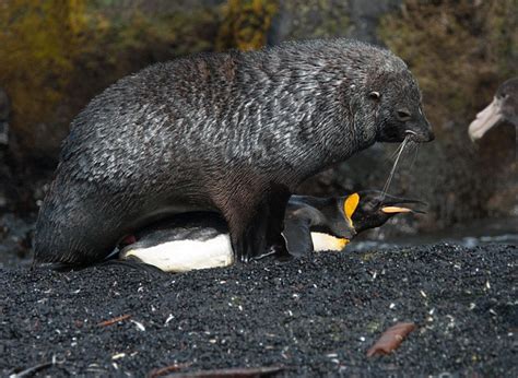 seal caught having sex with penguins कभी देखा है किसी