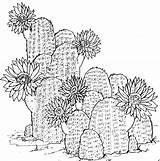 Coloring Cactus Pages Flower Printable Kids Print Desert Sheets Succulent Drawing Plants Cute Bestcoloringpagesforkids Plant Cacti Flowers Pattern Book Colouring sketch template