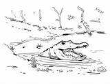 Crocodile Swimming Jacare Jacar Atacando Coloringcity sketch template