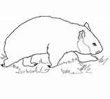 Wombat Coloring Walking Pages Drawing Printable Getdrawings Supercoloring Designlooter Drawings Color 1080px 21kb 1200 Categories sketch template