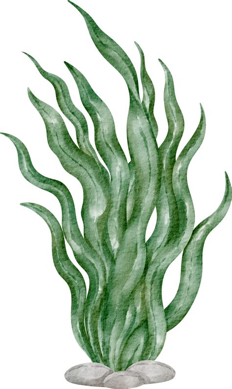 watercolor seaweed clip art element  png