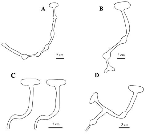 burrow morphology drawings  foam casts upogebia carinicauda