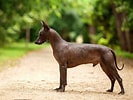Bilderesultat for Meksikansk nakenhund. Størrelse: 133 x 100. Kilde: chouchou.link