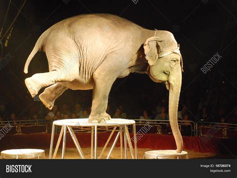 circus elephant  image photo  trial bigstock