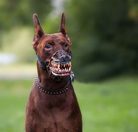 scary dogs breeds unnerving images