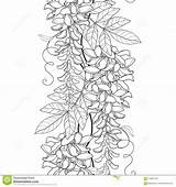 Wisteria Glicine Wistaria Bunch Bud Fiore sketch template