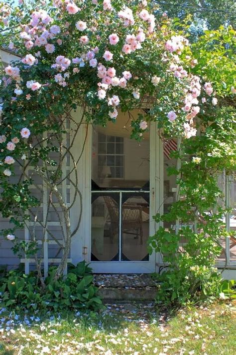 climbing roses  front   house   garden vines english cottage garden