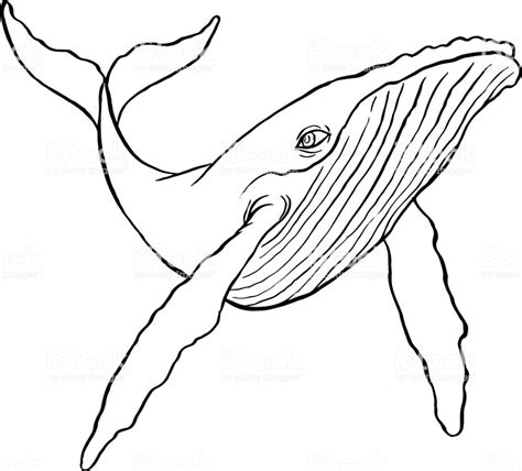 handgezeichnete linienkunstillustration eines buckelwals whale