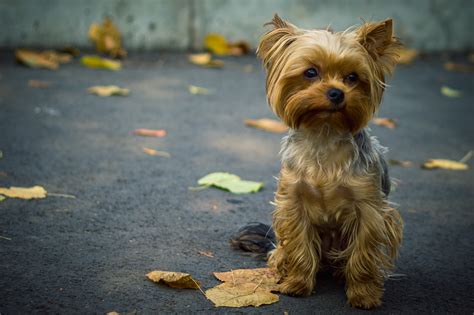 brown yorkshire puppy dog yorkshire terrier hd wallpaper wallpaper flare