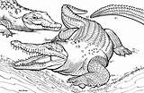 Coloring Pages Crocodiles Print Alligators sketch template