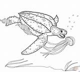 Tartaruga Marinha Meduse Tartarughe Liuto Tortue Desenho Luth Disegno Jellyfish Turtle Leatherback Stampare sketch template