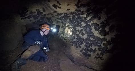 bats   newport cave   caves