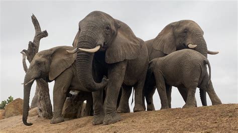 interesting interactions   jabulani herd wild elephants