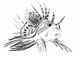 Lionfish Coloring Getcolorings Fin Sketch Fish sketch template