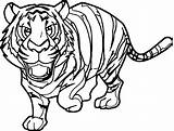 Tiger Coloring Rainforest Drawing Pages Cute Siberian Baby Getdrawings Wecoloringpage Getcolorings sketch template