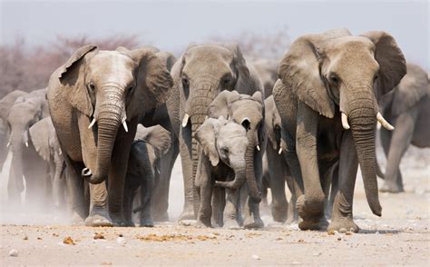 herd  elephants