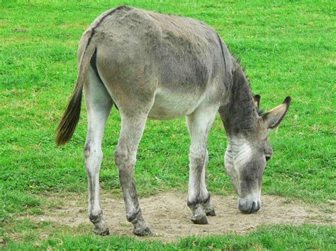 animals donkey profilelatest newsphotos